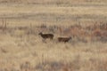 Whitetail Deer bucks in Fall Royalty Free Stock Photo