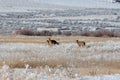 Whitetail Deer Bucks in Snow in Idaho Royalty Free Stock Photo