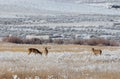 Whitetail Deer Bucks in Snow Royalty Free Stock Photo