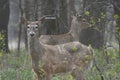 Whitetail Deer Bucks Standing In Woodland Royalty Free Stock Photo
