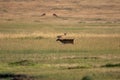 Whitetail Deer Bucks in Summer in Colorado