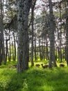 Whitetail Deer Bucks in summer velvet standing in an opening in the woods Royalty Free Stock Photo