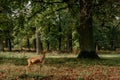 Whitetail Deer Bucks In Autumn Velvet Standing In An Opening In The Woods. Beautiful Deers In The Forest With Amazing Royalty Free Stock Photo