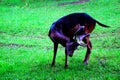 Whitetail Deer Bucks in summer velvet standing Royalty Free Stock Photo