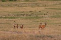 Whitetail Deer Bucks in Velvet Royalty Free Stock Photo