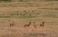 Whitetail Deer Bucks in velvet Royalty Free Stock Photo