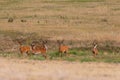 Whitetail Deer Bucks in Velvet Royalty Free Stock Photo