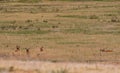 Whitetail Deer Bucks in Velvet in Meadow Royalty Free Stock Photo