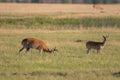 Whitetail Deer Bucks in Velvet in Summer Royalty Free Stock Photo