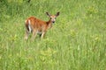 Whitetail Deer Button Buck Royalty Free Stock Photo