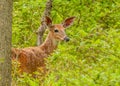 Whitetail Deer Button Buck Royalty Free Stock Photo