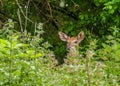 Whitetail Deer Button Buck Royalty Free Stock Photo