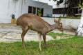 Whitetail deer  in Colombia. Monteredondo sector. Royalty Free Stock Photo