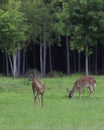 Whitetail deer couple Royalty Free Stock Photo