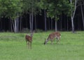 Whitetail deer couple on a field Royalty Free Stock Photo