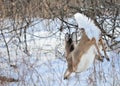 Whitetail Deer Doe Royalty Free Stock Photo