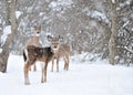 Whitetail Deer Doe Royalty Free Stock Photo