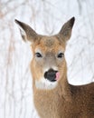 Whitetail Deer Doe Royalty Free Stock Photo