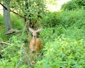 Whitetail Deer Doe