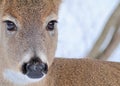 Whitetail Deer Doe Royalty Free Stock Photo