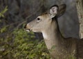 Whitetail Deer Doe Royalty Free Stock Photo