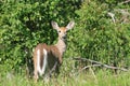 Whitetail deer doe