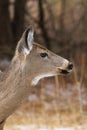 Whitetail Deer Doe Close Up Portrait On Alert Royalty Free Stock Photo