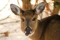 Whitetail Deer Doe Chewing in Winter Royalty Free Stock Photo