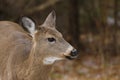 Whitetail Deer Doe Close Up Portrait Royalty Free Stock Photo