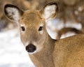 Whitetail Deer Doe Closeup