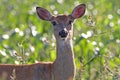 Whitetail Deer Doe in Corn Field Royalty Free Stock Photo