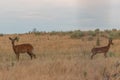 Whitetail Deer Doe and Cute Fawn Royalty Free Stock Photo