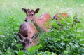 Whitetail deer doe and fawn in a beanfield in late evening Royalty Free Stock Photo