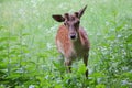 Whitetail deer doe and fawn in a beanfield in late evening Royalty Free Stock Photo