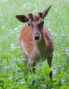 Whitetail deer doe and fawn in a beanfield in late evening Royalty Free Stock Photo