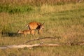 Whitetail Deer Doe and Fawn in Colorado Royalty Free Stock Photo