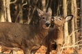 Whitetail Deer Doe and Fawn Grooming Royalty Free Stock Photo