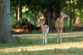 Whitetail Deer Doe and Fawn