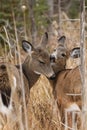 Whitetail Deer Doe and Fawn Share Tender Grooming Moment Royalty Free Stock Photo