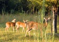 Whitetail Deer Doe With Fawns Royalty Free Stock Photo