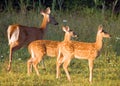 Whitetail Deer Doe With Fawns Royalty Free Stock Photo