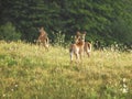 Whitetail Deer doe and 2 fawns alert in field Royalty Free Stock Photo