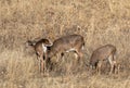 Whitetail Deer Doe and Fawns in Autumn Royalty Free Stock Photo