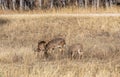 Whitetail Deer Doe and Fawns in Fall Royalty Free Stock Photo