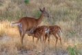 Whitetail Deer Doe and Fawns Royalty Free Stock Photo