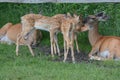 Whitetail Deer Doe And Fawns Together Royalty Free Stock Photo