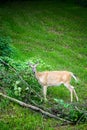 Whitetail Deer Doe Feeding Royalty Free Stock Photo