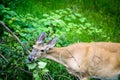 Whitetail Deer Doe Feeding Royalty Free Stock Photo