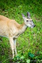 Whitetail Deer Doe Feeding Royalty Free Stock Photo