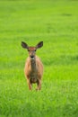 Whitetail Deer Doe in Grass Field Royalty Free Stock Photo